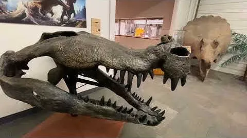 Fossil Crates on location BYU Museum of Paleontology - Deinosuchus skull